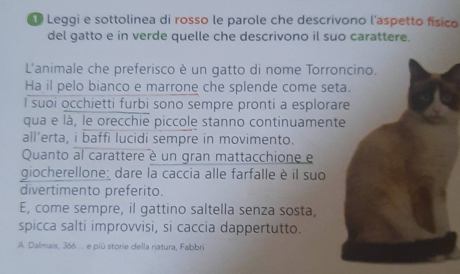 Leggi e sottolinea di rosso le parole che descrivono l'aspetto físico 
del gatto e in verde quelle che descrivono il suo carattere. 
L'animale che preferisco è un gatto di nome Torro 
Ha il pelo bianco e marrone che splende come set 
I suoi occhietti furbi sono sempre pronti a esplorar 
qua e là, le orecchie piccole stanno continuament 
all’erta, i baffi lucidi sempre in movimento. 
Quanto al carattere è un gran mattacchione e 
giocherellone: dare la caccia alle farfalle è il su 
divertimento preferito. 
E, come sempre, il gattino saltella senza sosta, 
spicca salti improvvisi, si caccia dappertutto. 
A. Dalmais, 366. e più storie della natura, Fabbri