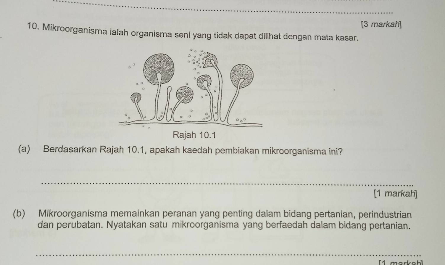 [3 markah]
10. Mikroorganisma ialah organisma seni yang tidak dapat dilihat dengan mata kasar.
(a) Berdasarkan Rajah 10.1, apakah kaedah pembiakan mikroorganisma ini?
_
[1 markah]
(b) Mikroorganisma memainkan peranan yang penting dalam bidang pertanian, perindustrian
dan perubatan. Nyatakan satu mikroorganisma yang berfaedah dalam bidang pertanian.
_
[1 markah]