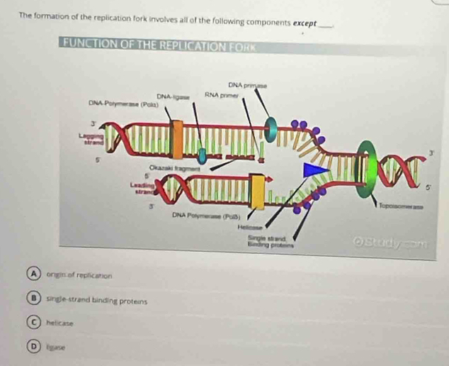 The formation of the replication fork involves all of the following components except_ .
FUNCTION OF THE REPLICATION EORK
A origin of replication
B single-strand binding proteins
Chelicase
Drgase