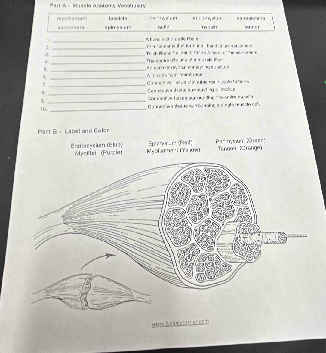 Muscle Anatomy Vocabulary
myofllament fascicle perimysium endomysium sarcolemms
sarcamere epimysium actin myosin tendon
1、 _A bundle of muscle fibers
2 _Thin filaments that form the I band of the sarcomere
3. _Thick filaments that form the A band of the sarcomere
4、 _The contractile unit of a muscle fiber
5. _An actin or myosin containing structure
B. _A muscle fiber membrane
7 _Connective tissue that attaches muscle to bone
8. _Connective tissue surrounding a fascicle
9、 _Connective tissue surrounding the entire muscie
10. _Connective tissue surrounding a single muscle cell
Part B - Label and Color
www.biologycorn