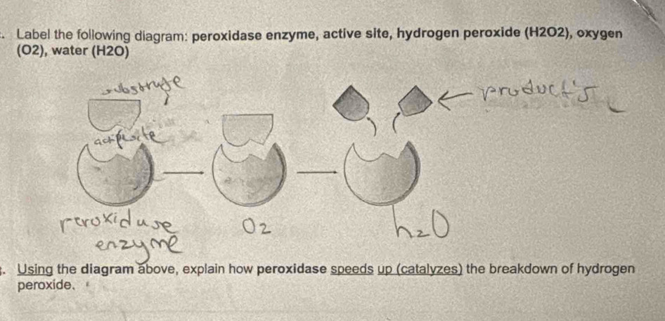 Label the following diagram: peroxidase enzyme, active site, hydrogen peroxide (H2O2), oxygen 
(O2), water (H2O) 
. Using the diagram above, explain how peroxidase speeds up (catalyzes) the breakdown of hydrogen 
peroxide.