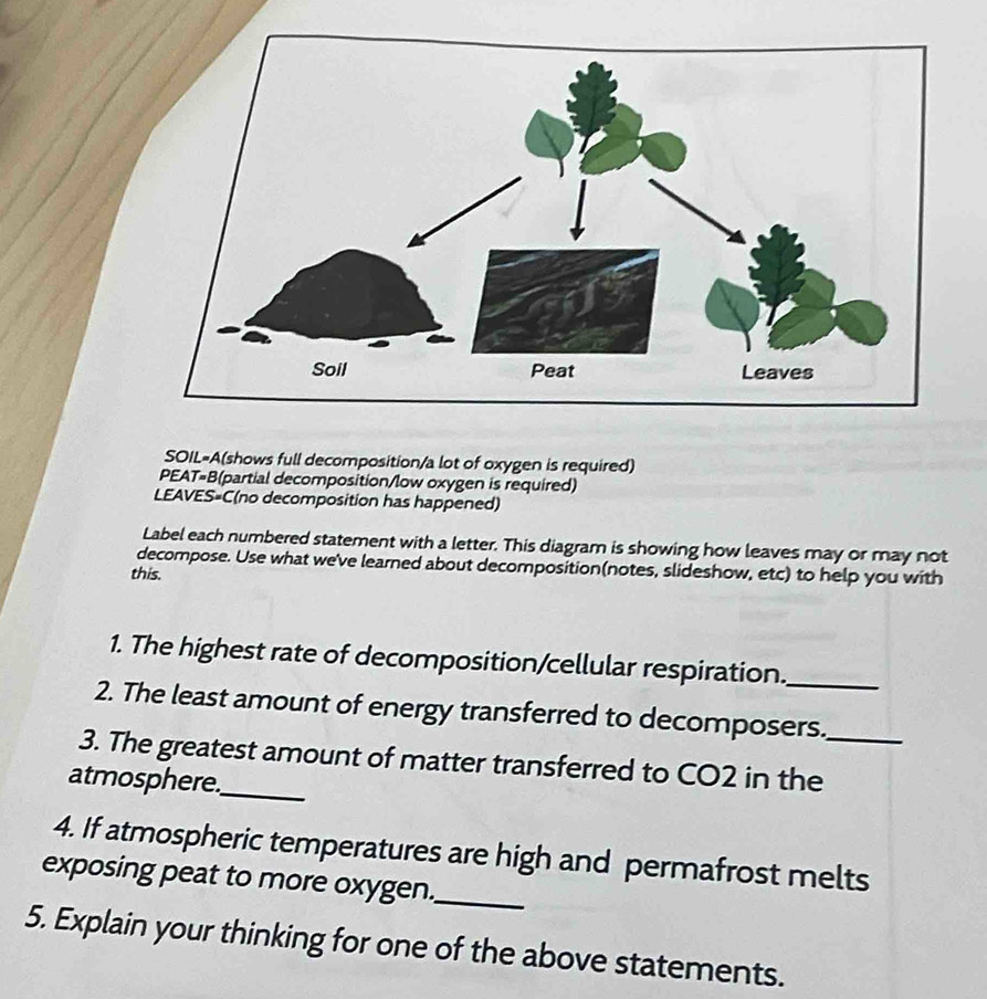 SOIL=A(shows full decomposition/a lot of oxygen is required) 
PEAT=B(partial decomposition/low oxygen is required) 
LEAVES=C(no decomposition has happened) 
Label each numbered statement with a letter. This diagram is showing how leaves may or may not 
decompose. Use what we've learned about decomposition(notes, slideshow, etc) to help you with 
this. 
1. The highest rate of decomposition/cellular respiration._ 
2. The least amount of energy transferred to decomposers. 
3. The greatest amount of matter transferred to CO2 in the_ 
atmosphere._ 
4. If atmospheric temperatures are high and permafrost melts 
exposing peat to more oxygen._ 
5. Explain your thinking for one of the above statements.