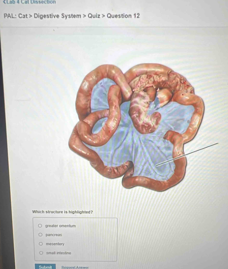 Digestive System > Quiz > Question 12
Which structure is highlighted?
greater omentum
pancreas
mesentery
small intestine
Submit Request Answer