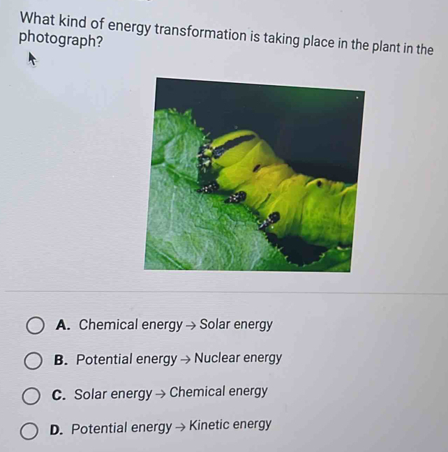 What kind of energy transformation is taking place in the plant in the
photograph?
A. Chemical energy → Solar energy
B. Potential energy → Nuclear energy
C. Solar energy → Chemical energy
D. Potential energy → Kinetic energy