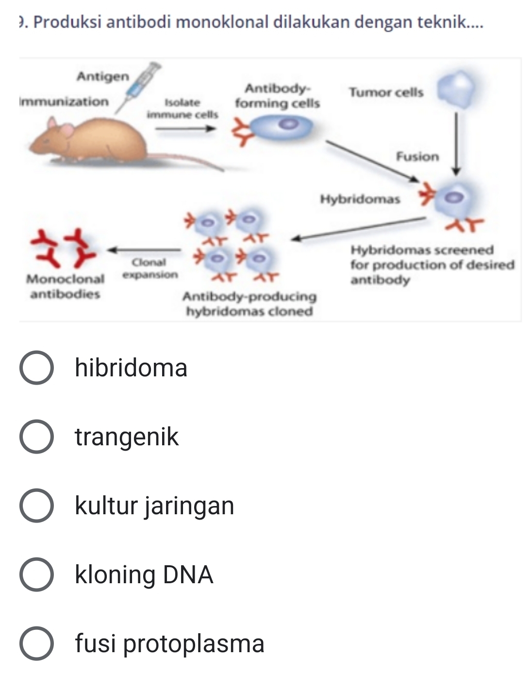 ). Produksi antibodi monoklonal dilakukan dengan teknik....
hibridoma
trangenik
kultur jaringan
kloning DNA
fusi protoplasma