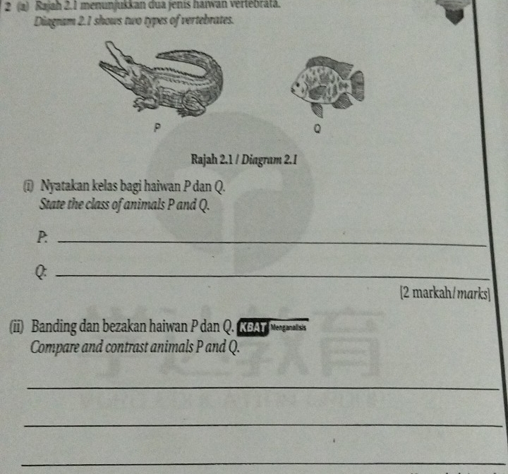 2 (a) Rajah 2.1 menunjukkan dua jenis haïwan vertebrata. 
Diagram 2.1 shows two types of vertebrates.
Q
Rajah 2.1 / Diagram 2.I 
(i) Nyatakan kelas bagi haiwan P dan Q. 
State the class of animals P and Q.
P._ 
Q:_ 
[2 markah/marks] 
(ii) Banding dan bezakan haiwan P dan Q. Rs d Mengaaisis 
Compare and contrast animals P and Q. 
_ 
_ 
_