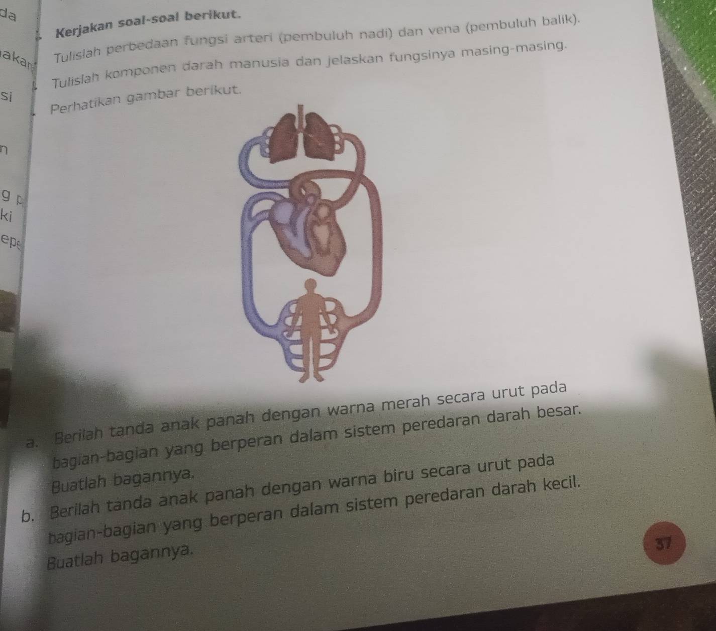 da 
Kerjakan soal-soal berikut. 
akan Tulislah perbedaan fungsi arteri (pembuluh nadi) dan vena (pembuluh balik). 
Tulislah komponen darah manusia dan jelaskan fungsinya masing-masing. 
sì 
Perhatikan gambar berikut. 
n 
g p 
ki 
ep 
a. Berilah tanda anak panah dengan warna merah secara urut pada 
bagian-bagian yang berperan dalam sistem peredaran darah besar. 
Buatlah bagannya. 
b. Berilah tanda anak panah dengan warna biru secara urut pada 
bagian-bagian yang berperan dalam sistem peredaran darah kecil. 
Buatlah bagannya. 
37