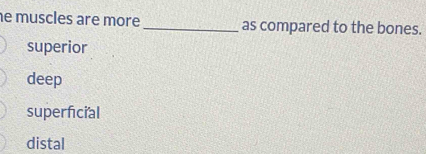 he muscles are more _as compared to the bones.
superior
deep
superficial
distal