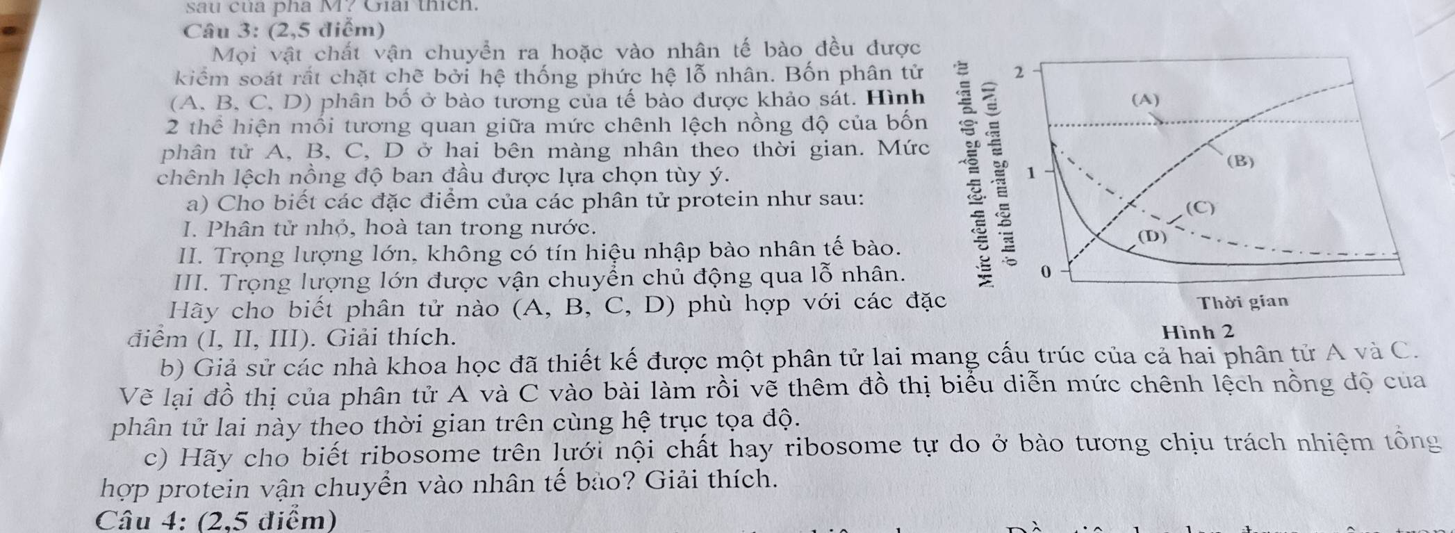 sau của pha M? Giải thích. 
Câu 3: (2,5 điểm) 
Mọi vật chất vận chuyển ra hoặc vào nhân tế bào đều được 
kiểm soát rất chặt chẽ bởi hệ thống phức hệ lỗ nhân. Bốn phân tử 
(A. B. C, D) phân bố ở bào tương của tế bào được khảo sát. Hình 
2 thể hiện mối tương quan giữa mức chênh lệch nồng độ của bốn 
phân tử A, B, C, D ở hai bên màng nhân theo thời gian. Mức 
chênh lệch nồng độ ban đầu được lựa chọn tùy ý. 
a) Cho biết các đặc điểm của các phân tử protein như sau: 
I. Phân tử nhỏ, hoà tan trong nước. 
II. Trọng lượng lớn, không có tín hiệu nhập bào nhân tế bào. 
III. Trọng lượng lớn được vận chuyển chủ động qua lỗ nhân. 
Hãy cho biết phân tử nào (A, B, C, D) phù hợp với các đặ 
điểm (I, II, III). Giải thích. Hình 2 
b) Giả sử các nhà khoa học đã thiết kế được một phân tử lai mang cấu trúc của cả hai phân tử A và C. 
Vẽ lại đồ thị của phân tử A và C vào bài làm rồi vẽ thêm đồ thị biểu diễn mức chênh lệch nồng độ của 
phân tử lai này theo thời gian trên cùng hệ trục tọa độ. 
c) Hãy cho biết ribosome trên lựới nội chất hay ribosome tự do ở bào tương chịu trách nhiệm tổng 
hợp protein vận chuyển vào nhân tế bảo? Giải thích. 
Câu 4: (2,5 điểm)