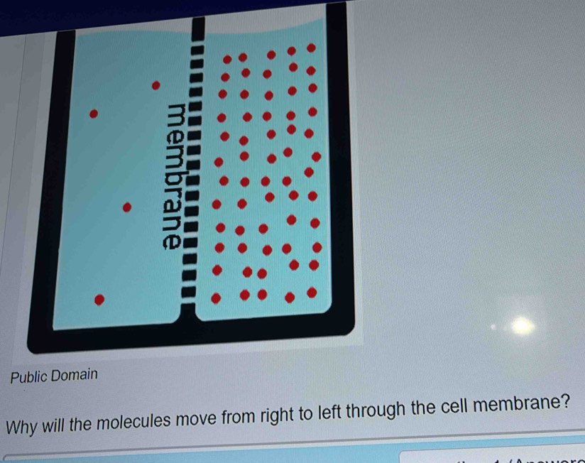 Why will the molecules move from right to left through the cell membrane?