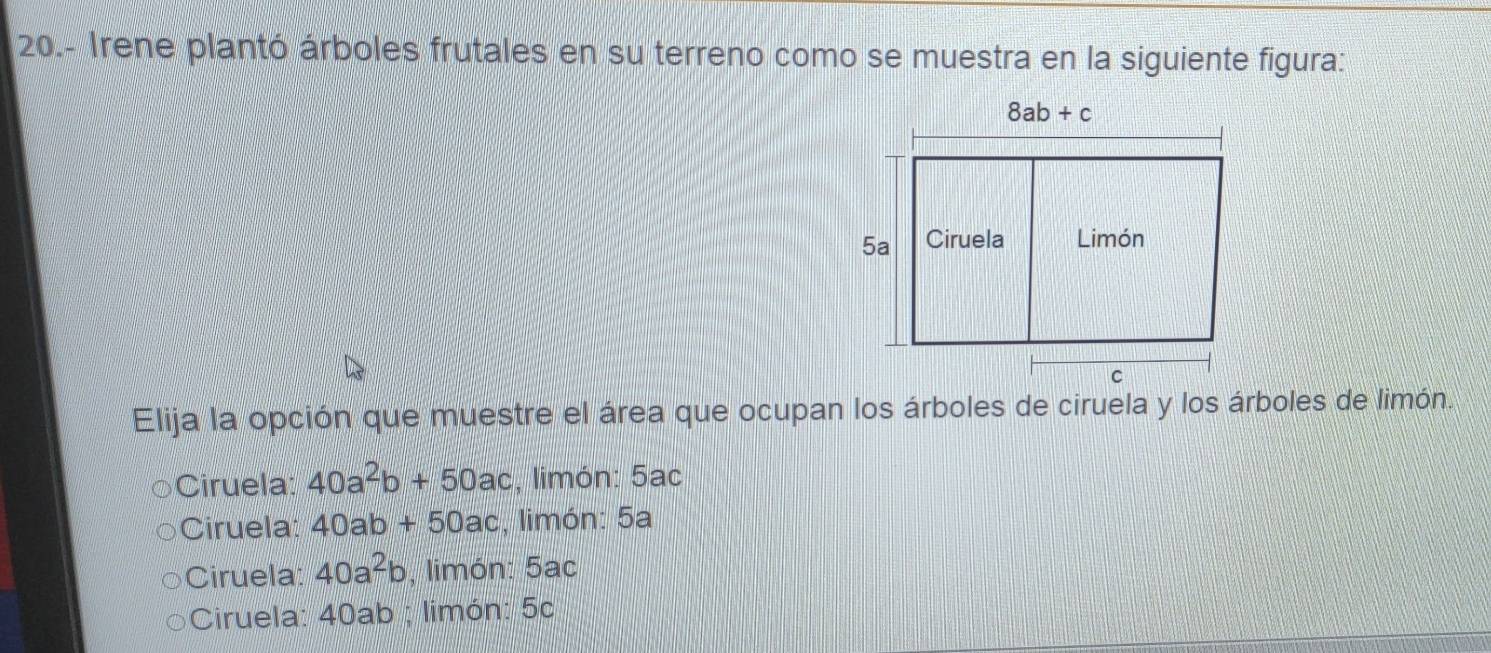 20.- Irene plantó árboles frutales en su terreno como se muestra en la siguiente figura:
Elija la opción que muestre el área que ocupan los árboles de ciruela y los árboles de limón.
Ciruela: 40a^2b+50ac , limón: 5ac
Ciruela: 40ab+50ac , limón: 5a
Ciruela: 40a^2b , limón: 5ac
Ciruela: 40ab ; limón: 5c