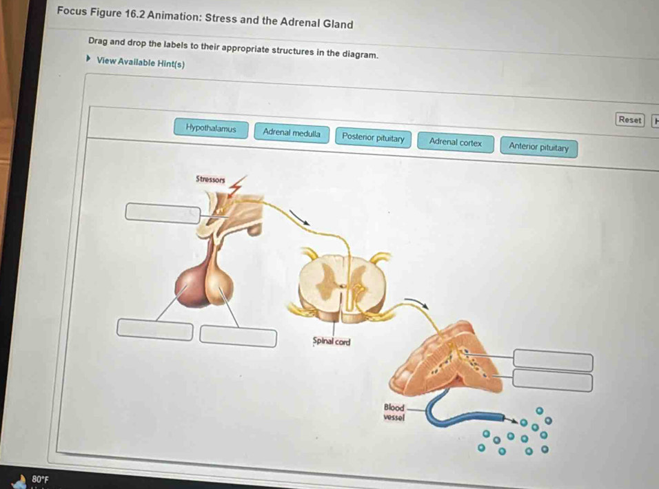Solved: Focus Figure 16.2 Animation: Stress and the Adrenal Gland Drag ...