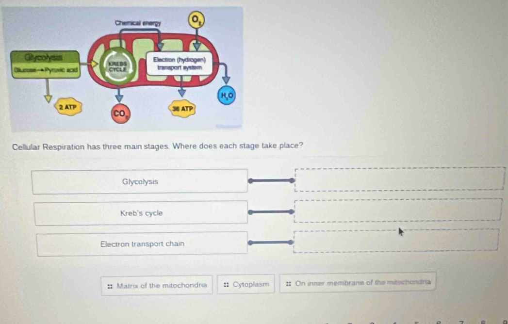 Cellular Respiration has three main stages. Where does each stage take place?
Glycolysis
Kreb's cycle
Electron transport chain
Matrix of the mitochondria :: Cytoplasm On inner membrane of the mitochondria