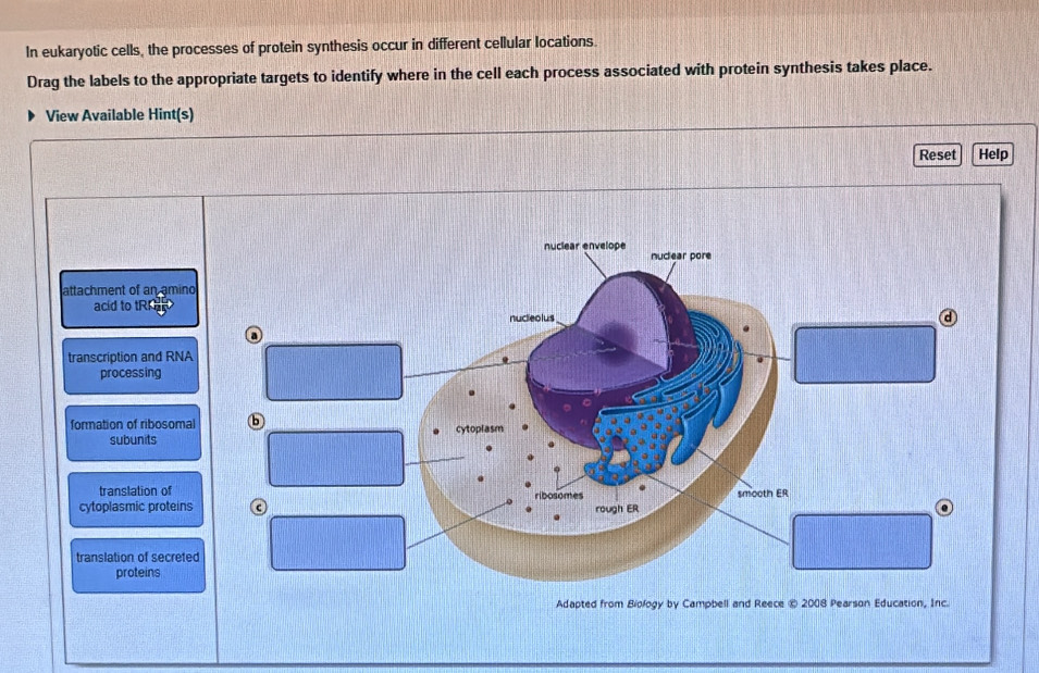 In eukaryotic cells, the processes of protein synthesis occur in different cellular locations.
Drag the labels to the appropriate targets to identify where in the cell each process associated with protein synthesis takes place.
View Available Hint(s)
Reset Help
attachment of an amino
acid to tRP
transcription and RNA
processing
formation of ribosomal
subunits
translation of 
cytoplasmic proteins
translation of secrete
proteins
Adapted from Biology by Campbell and Reece ® 2008 Pearson Education, Inc.