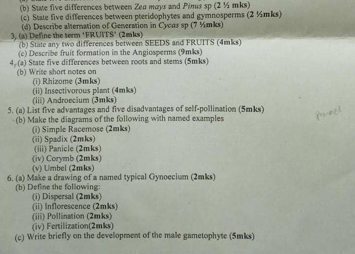 Solved: State five differences between Zea mays and Pinus sp (2 ½ mks ...