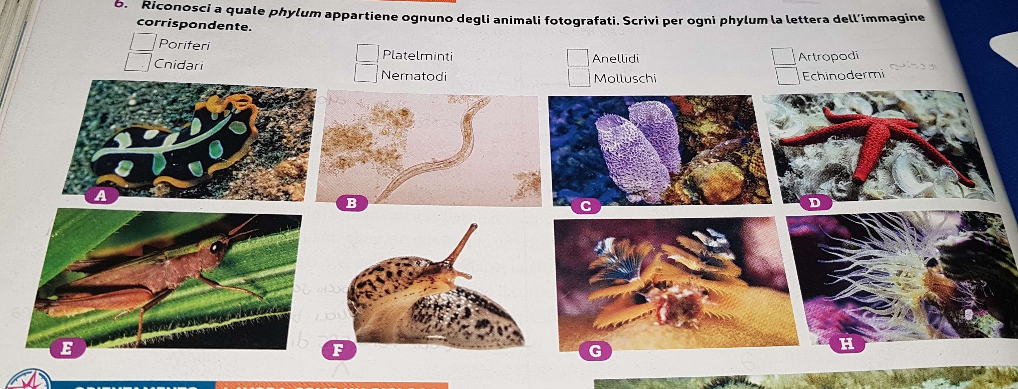 Riconosci a quale phylum appartiene ognuno degli animali fotografati. Scrivi per ogni phylum la lettera dell’immagine
corrispondente.
Poriferi
Platelminti Anellidi Artropodi
Cnidari
Nematodi Molluschi Echinodermi
C
H