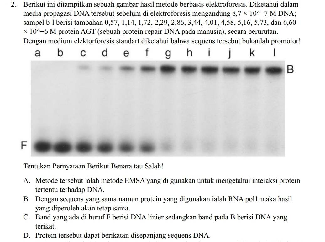 Berikut ini ditampilkan sebuah gambar hasil metode berbasis elektroforesis. Diketahui dalam
media propagasi DNA tersebut sebelum di elektroforesis mengandung 8,7* 10^(wedge)-7M DNA;
sampel b-l berisi tambahan 0, 57, 1, 14, 1, 72, 2, 29, 2, 86, 3, 44, 4, 01, 4, 58, 5, 16, 5, 73, dan 6,60
* 10^(wedge)-6M protein AGT (sebuah protein repair DNA pada manusia), secara berurutan.
Dengan medium elektorforesis standart diketahui bahwa sequens tersebut bukanlah promotor!
a b C d e f g ₹h i i k |
B
F
Tentukan Pernyataan Berikut Benara tau Salah!
A. Metode tersebut ialah metode EMSA yang di gunakan untuk mengetahui interaksi protein
tertentu terhadap DNA.
B. Dengan sequens yang sama namun protein yang digunakan ialah RNA pol1 maka hasil
yang diperoleh akan tetap sama.
C. Band yang ada di huruf F berisi DNA linier sedangkan band pada B berisi DNA yang
terikat.
D. Protein tersebut dapat berikatan disepanjang sequens DNA.