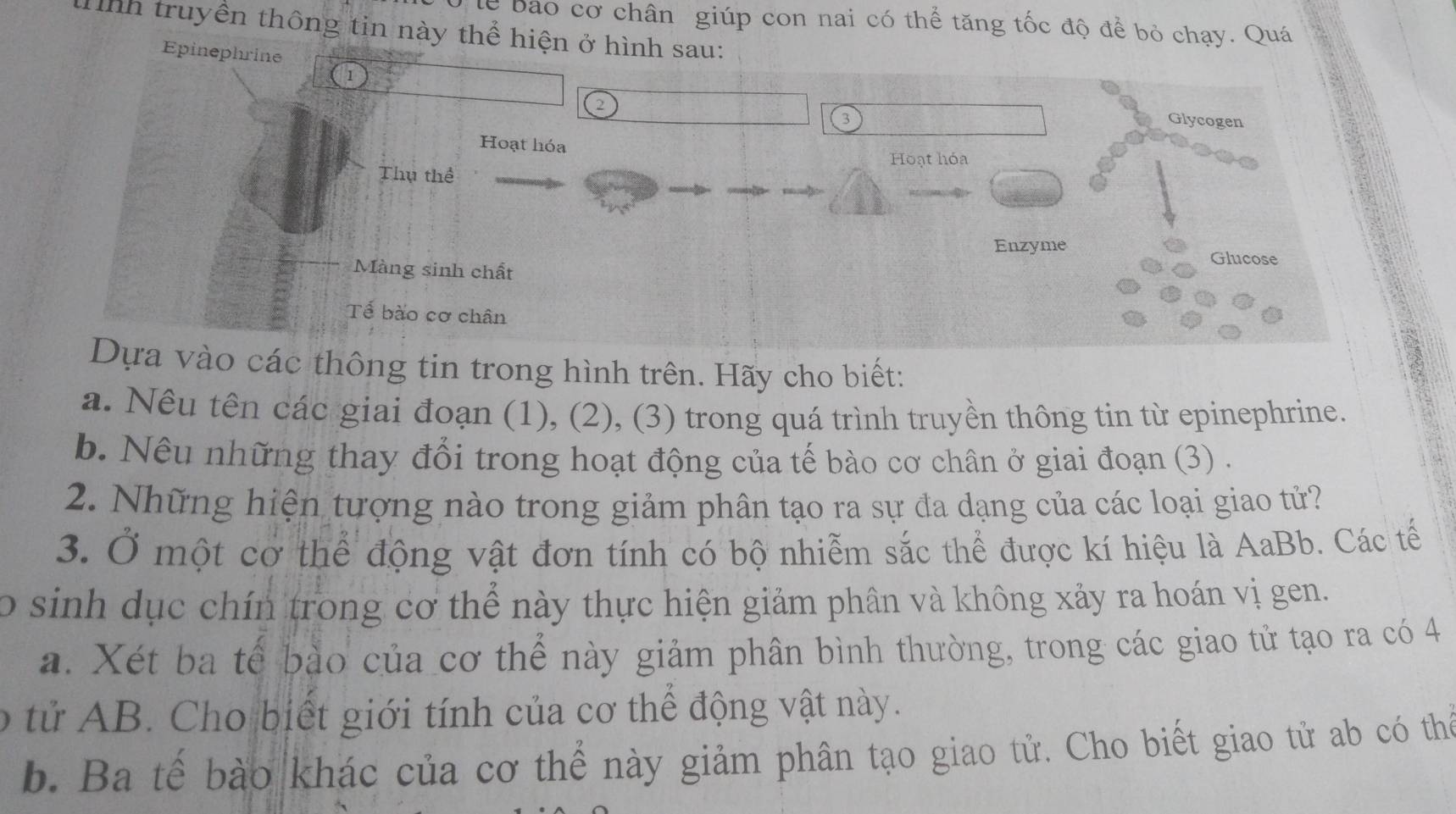 le bao cơ chân giúp con nai có thể tăng tốc độ để bỏ chạy. Quá 
Tnh truyền thông tin này thể hiện ở hình sau: 
Epinephrine 
1
3 Glycogen 
Hoạt hóa 
Hoạt hóa 
Thụ thể 
Enzyme 
Glucose 
Màng sinh chất 
Tế bào cơ chân 
Dựa vào các thông tin trong hình trên. Hãy cho biết: 
a. Nêu tên các giai đoạn (1), (2), (3) trong quá trình truyền thông tin từ epinephrine. 
b. Nêu những thay đổi trong hoạt động của tế bào cơ chân ở giai đoạn (3) . 
2. Những hiện tượng nào trong giảm phân tạo ra sự đa dạng của các loại giao tử? 
3. Ở một cơ thể động vật đơn tính có bộ nhiễm sắc thể được kí hiệu là AaBb. Các tế 
o sinh dục chín trong cơ thể này thực hiện giảm phân và không xảy ra hoán vị gen. 
a. Xét ba tế bào của cơ thể này giảm phân bình thường, trong các giao tử tạo ra có 4
tử AB. Cho biết giới tính của cơ thể động vật này. 
b. Ba tế bào khác của cơ thể này giảm phân tạo giao tử. Cho biết giao tử ab có thể