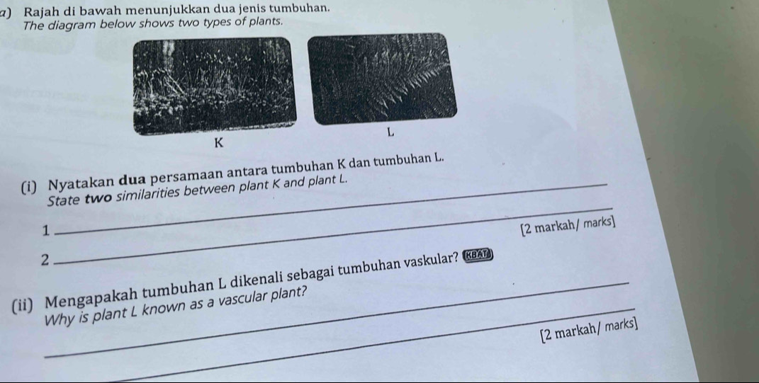 ) Rajah di bawah menunjukkan dua jenis tumbuhan. 
The diagram below shows two types of plants.
L
K
(i) Nyatakan dua persamaan antara tumbuhan K dan tumbuhan L. 
State two similarities between plant K and plant L. 
1 
[2 markah/ marks] 
2 
_ 
(ii) Mengapakah tumbuhan L dikenali sebagai tumbuhan vaskular? KB 
Why is plant L known as a vascular plant? 
[2 markah/ marks]