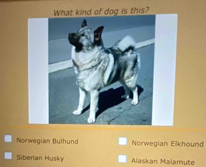 What kind of dog is this?
Norwegian Bulhund Norwegian Elkhound
Siberian Husky Alaskan Malamute