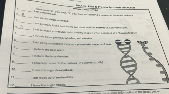 DNA vs. RNA & Protein Synthesis UPDATED 
Whose Show is This? 
1_ I am a nucleic acid. 
amen, write "D" if for DNA, "R" if for RNA, or "BOTH" if it pertains to both DNA and RNA. 
_ 
2._ I am usually single-stranded. 
3, 
_ 
I am generally found both inside and outside of the nucleus (in eukaryotic cells]. 
4. 
_ 
I am arranged as a double helix, and my shape is often described as a "twisted ladder." 
5. 
I include bases guanine, cytosine, and adenine. 
_ 
6. 
Each of my nucleotides includes a phosphate, sugar, and base. 
7. 
_I include the base uracil. 
8. _l include the base thymine. 
9._ I generally remain in the nucleus [in eukaryotic cells]. 
10._ I have the sugar deoxyribose. 
_ 
11. I am made up of nucleotides. 
_ 
12. I have the sugar ribose. 
nlete the missing information in the boxes below.