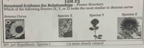 Test #3
Structural Evidence for Relationships : Flower Structure
Which of the following flowers (X, Y, or Z) looks the most similar to Botana curus
Botana Curus Species X Species Y Species Z
MY 3rd Hypothesis: Species ( ) is most closely related