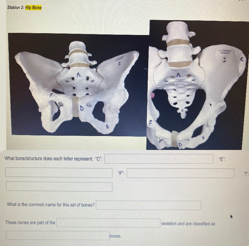 Station 2: Hip Bone 
C 
What bone/structure does each letter represent: “ C ”: □°E :
□° 'F': □ “1"”:
□ □ 
What is the common name for this set of bones? □ 
These bones are part of the □ skeleton and are classified as
□ bones.