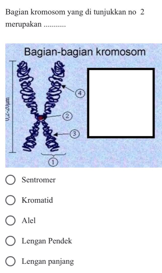 Bagian kromosom yang di tunjukkan no 2
merupakan_
Bagian-bagian kromosom
④
5
2
a
1
Sentromer
Kromatid
Alel
Lengan Pendek
Lengan panjang