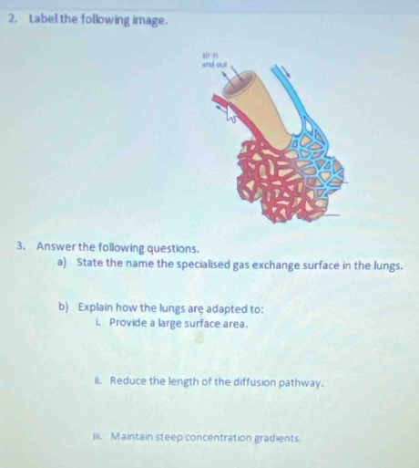 Label the following image. 
3. Answer the following questions. 
a) State the name the specialised gas exchange surface in the lungs. 
b) Explain how the lungs are adapted to: 
i, Provide a large surface area. 
ii. Reduce the length of the diffusion pathway. 
iii. Maintain steep concentration gradients.