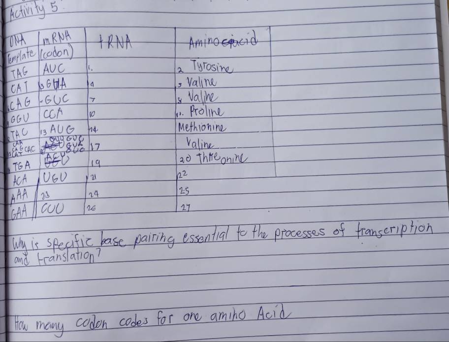 activity 5 
O1A mRNA RNA m> 
cemplate (codon) 
TAG AUC 1. 
a Tyrosine 
CAI 66HA a , Valine 
CAG F6UC 7 
Valine 
G6U CCA 10 6. Proline 
TAC 13 AUG ni4 
Methionine 
AA Q9G0C
17
valine 
TGA 19 ao thre onine 
ACA 222
21
AAA 23 24 25
CAA
26
27
Why is specific base pairing essential to the processes of framscription 
and translation? 
How many codon codes for one amino Acid