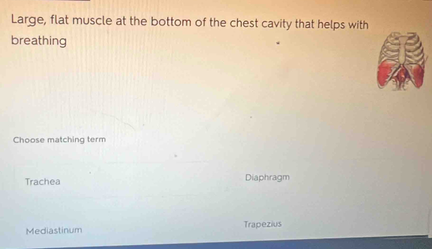 Large, flat muscle at the bottom of the chest cavity that helps with
breathing
Choose matching term
Trachea Diaphragm
Mediastinum Trapezius