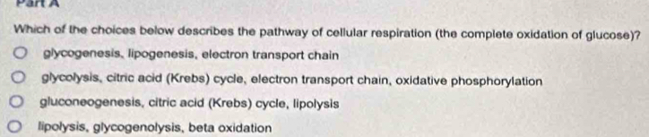 Which of the choices below describes the pathway of cellular respiration (the complete oxidation of glucose)?
glycogenesis, lipogenesis, electron transport chain
glycolysis, citric acid (Krebs) cycle, electron transport chain, oxidative phosphorylation
gluconeogenesis, citric acid (Krebs) cycle, lipolysis
lipolysis, glycogenolysis, beta oxidation