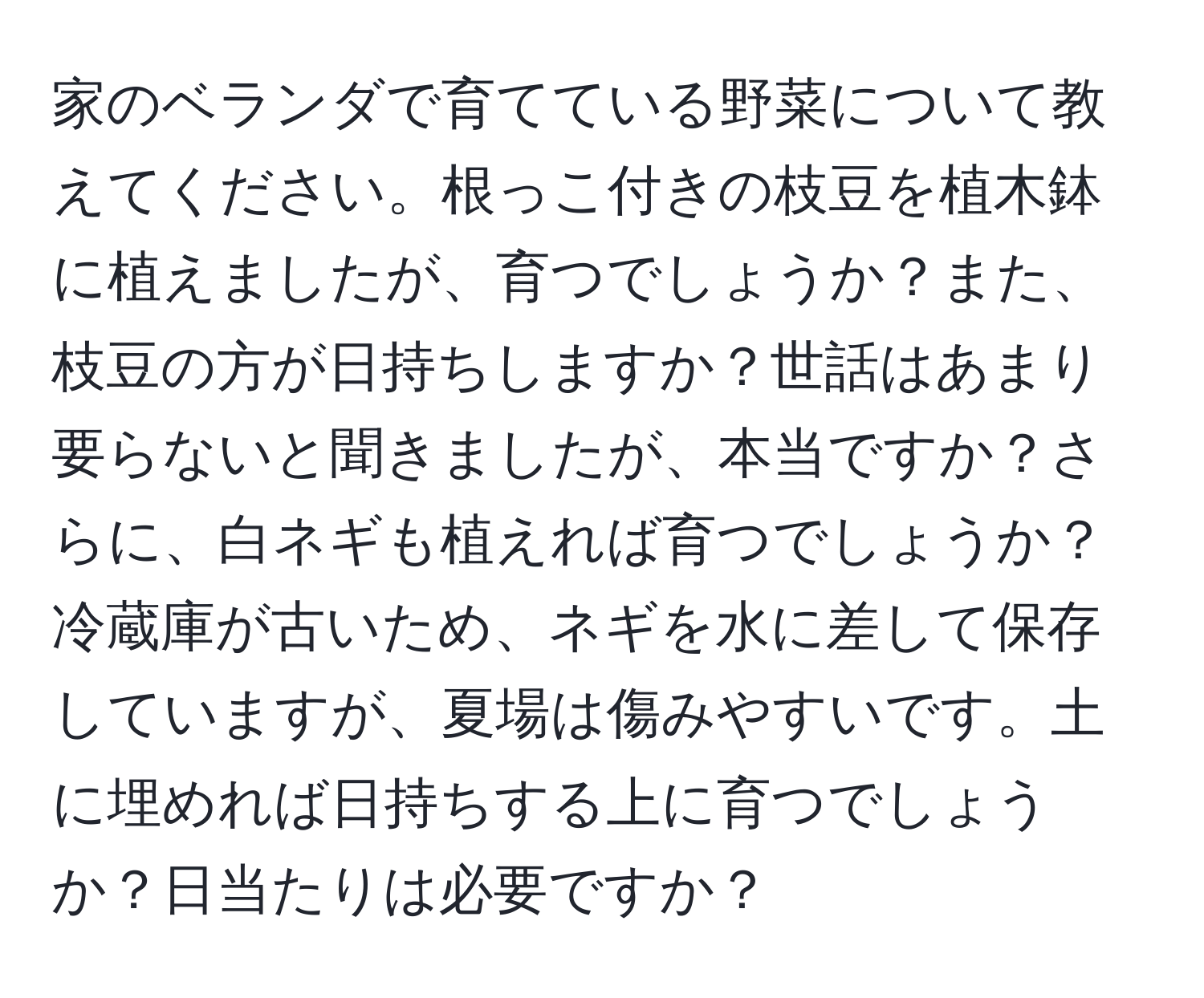 家のベランダで育てている野菜について教えてください。根っこ付きの枝豆を植木鉢に植えましたが、育つでしょうか？また、枝豆の方が日持ちしますか？世話はあまり要らないと聞きましたが、本当ですか？さらに、白ネギも植えれば育つでしょうか？冷蔵庫が古いため、ネギを水に差して保存していますが、夏場は傷みやすいです。土に埋めれば日持ちする上に育つでしょうか？日当たりは必要ですか？