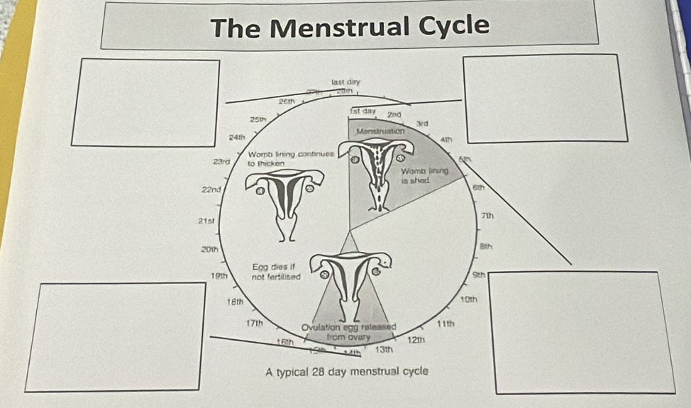 The Menstrual Cycle