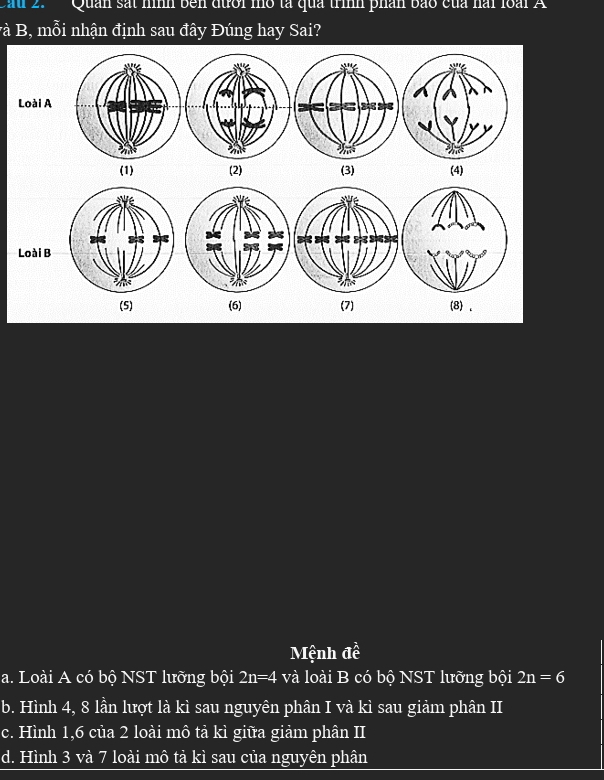 Cau 2. Quan sát hình ben đưới mô tả quả trình phân bao của hài loài A
và B, mỗi nhận định sau đây Đúng hay Sai?
Loài A
(1) (2) (3) (4)
Loài B
(5) (6) (7) (8) 、
Mệnh đề
a. Loài A có bộ NST lưỡng bội 2n=4 và loài B có bộ NST lưỡng bội 2n=6
b. Hình 4, 8 lần lượt là kì sau nguyên phân I và kì sau giảm phân II
c. Hình 1, 6 của 2 loài mô tả kì giữa giảm phân II
d. Hình 3 và 7 loài mô tả kì sau của nguyên phân