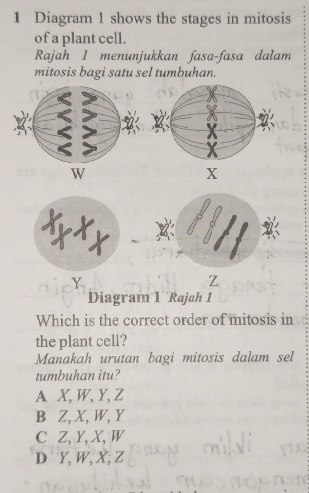 Diagram 1 shows the stages in mitosis
of a plant cell.
Rajah 1 menunjukkan fasa-fasa dalam
mitosis bagi satu sel tumbuhan.
X
Y
z
Diagram 1 Rajah 1
Which is the correct order of mitosis in
the plant cell?
Manakah urutan bagi mitosis dalam sel
tumbuhan itu?
A X, W, Y, Z
B Z, X, W, Y
C Z, Y, X, W
D Y, W, X, Z