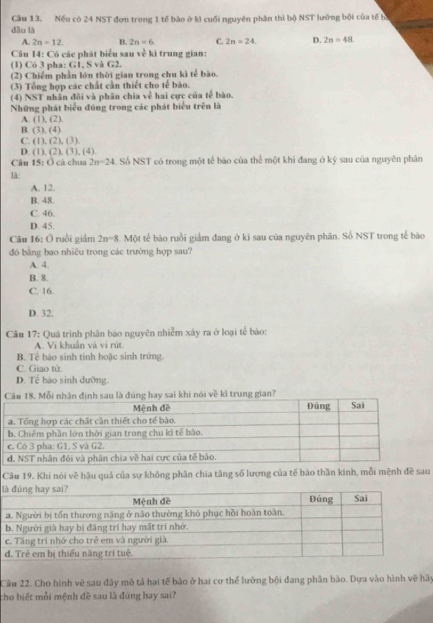 Nếu có 24 NST đơn trong 1 tế bào ở kì cuối nguyên phân thì bộ NST lưỡng bội của tế ba
dầu là
A. 2n=12. B. 2n=6. C. 2n=24. D. 2n=48.
Câu 14: Có các phát biểu sau về ki trung gian:
(1) Cỏ 3 pha: G1, S và G2.
(2) Chiếm phần lớn thời gian trong chu kì tế bào.
(3) Tổng hợp các chất cần thiết cho tế bào.
(4) NST nhân đôi và phân chia về hai cực của tế bào.
Những phát biểu đúng trong các phát biểu trên là
A. (1),(2).
B. (3),(4)
C. (1),(2),(3).
D. (1),(2),(3),(4)
Câu 15:O cà chua 2n=24 Số NST có trong một tế bảo của thể một khi đang ở kỳ sau của nguyên phân
là:
A. 12.
B. 48.
C. 46.
D. 45.
Câu 16: Ở ruồi giầm 2n=8. Một tế bào ruồi giấm đang ở kì sau của nguyên phân. Số NST trong tế bào
đó bằng bao nhiêu trong các trường hợp sau?
A. 4.
B. 8.
C. 16.
D. 32.
Câu 17: Quá trình phân bảo nguyên nhiễm xây ra ở loại tế bào:
A. Vi khuân và vi rút.
B. Tế bảo sinh tinh hoặc sinh trứng.
C. Giao tử.
D. Tế bảo sinh dưỡng.
Câu 18. Mỗi nhân định sau là đúng hay sai khi nói về kì trung gian?
Câu 19. Khi nói về hậu quả của sự không phân chia tăng số lương của tế bào thần kinh, mỗi mệnh đề sau
l
Câu 22. Cho hình vẽ sau đây mô tả hai tế bào ở hai cơ thể lưỡng bội đang phân bào. Dựa vào hình vẽ hãy
cho biết mỗi mệnh đề sau là đúng hay sai?