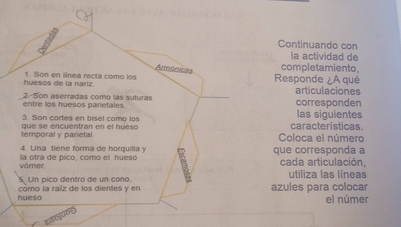 Continuando con 
la actividad de 
Armónicas 
completamiento, 
1. Son en línea recta como los Responde ¿A qué 
huesos de la nariz. 
articulaciones 
2. Son aserradas como las suturas 
entre los huesos parietales. 
corresponden 
3. Son cortes en bisel como los 
las siguientes 
que se encuentran en el hueso características. 
temporal y parietal Coloca el número 
4. Una tiene forma de horquilla y 
que corresponda a 
la otra de pico, como el hueso cada articulación, 
vómer. 
5. Un pico dentro de un cono, 
utiliza las líneas 
como la raíz de los dientes y en azules para colocar 
hueso el númer 
sisojuos