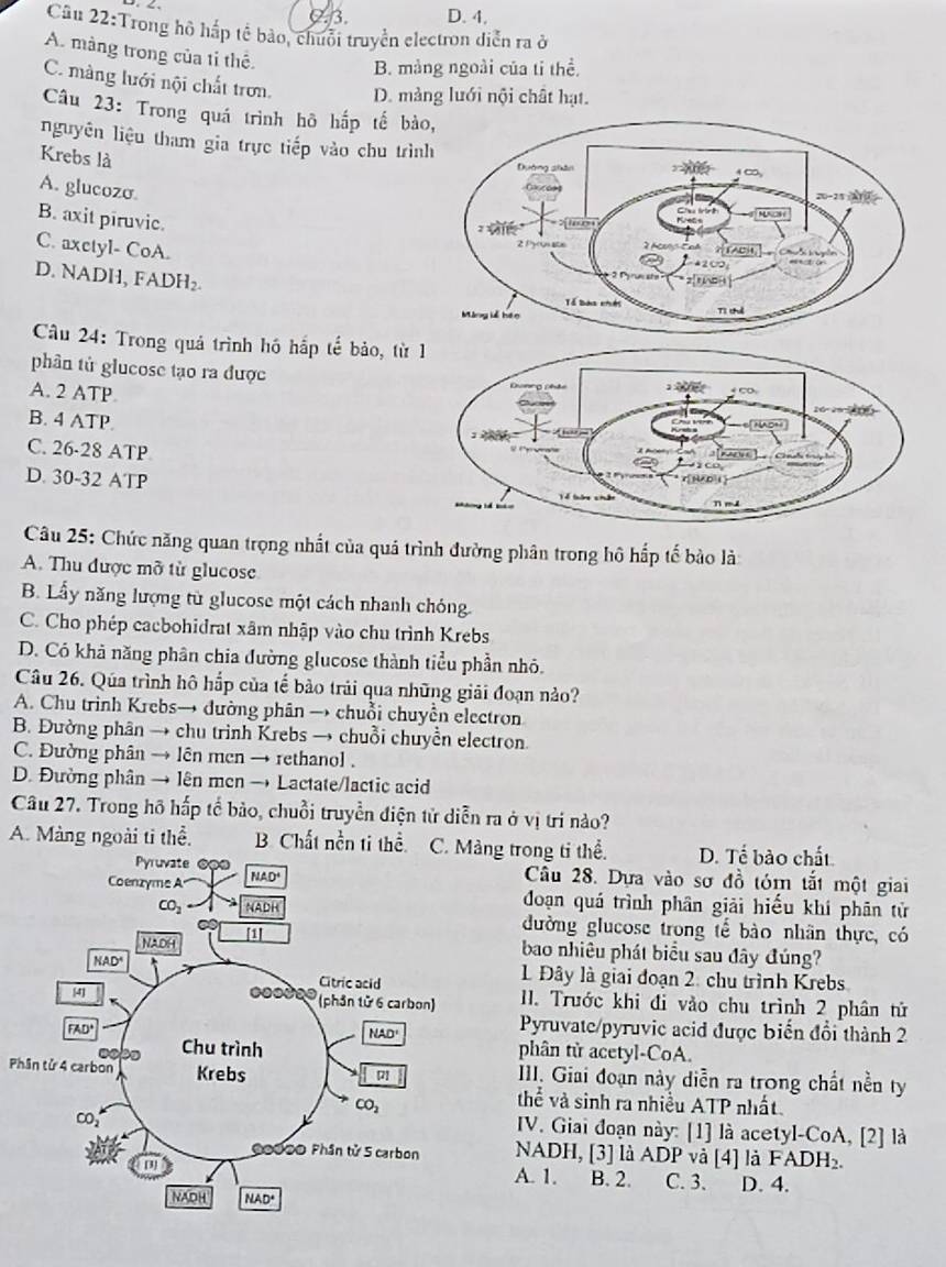 /3, D. 4.
Câu 22:Trong hồ hấp tế bào, chuỗi truyền electron diễn ra ở
A. màng trong của tỉ thế.
B. màng ngoài của tỉ thể.
C. màng lưới nội chất trơn. D. mảng lưới nội chất hạt.
Câu 23: Trong quá trình hô hắp tế bà
nguyên liệu tham gia trực tiếp vào chu trìn
Krebs là
A. glucozo.
B. axit piruvic.
C. axctyl- CoA.
D. NADH, FADH₂.
Câu 24: Trong quả trình hó hắp tế bảo, từ
phân tử glucose tạo ra được
A. 2 ATP
B. 4 ATP.
C. 26-28 ATP
D. 30-32 ATP
Câu 25: Chức năng quan trọng nhất của quá trình đường phân trong hô hấp tế bảo là:
A. Thu được mỡ từ glucose
B. Lấy năng lượng từ glucose một cách nhanh chóng.
C. Cho phép cacbohidrat xâm nhập vào chu trình Krebs
D. Có khả năng phân chia đường glucose thành tiểu phần nhỏ.
Câu 26. Qúa trình hô hắp của tế bảo trải qua những giải đoạn nào?
A. Chu trình Krebs→ dường phân → chuỗi chuyển electron
B. Đường phân → chu trình Krebs → chuỗi chuyển electron
C. Đường phân → lên men → rethanol .
D. Đường phân → lên mcn → Lactate/lactic acid
Câu 27. Trong hồ hấp tổ bảo, chuỗi truyền điện tử diễn ra ở vị tri nào?
A. Màng ngoài ti thể. B Chất nền ti thể g trong tỉ thể. D. Tể bào chất
Câu 28. Dựa vào sơ đồ tóm tắt một giai
đoạn quá trình phân giải hiểu khí phân tử
đường glucose trong tế bào nhân thực, có
bao nhiêu phát biểu sau đây đúng?
L Đây là giai đoạn 2 chu trình Krebs
11. Trước khi đi vào chu trình 2 phân tử
Pyruvate/pyruvic acid được biển đổi thành 2
phân tử acetyl-CoA.
Ph III. Giai đoạn này diễn ra trong chất nền ty
thể và sinh ra nhiều ATP nhất.
IV. Giai đoạn này: [1] là acetyl-CoA, [2] là
NADH, [3] là ADP và [4] là FAI DH_2.
A. 1. B. 2. C. 3. D. 4.