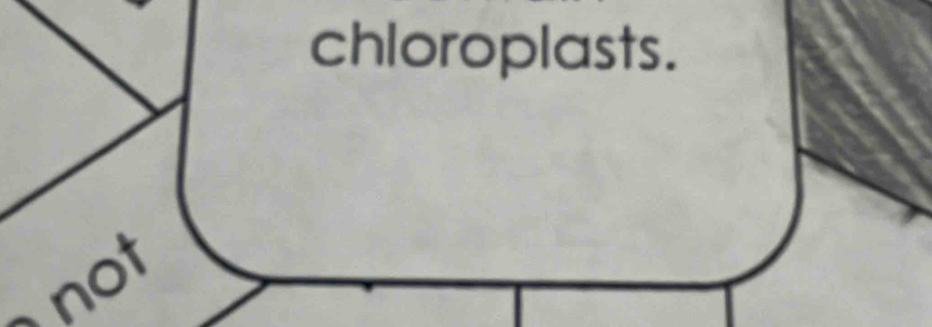 chloroplasts. 
not