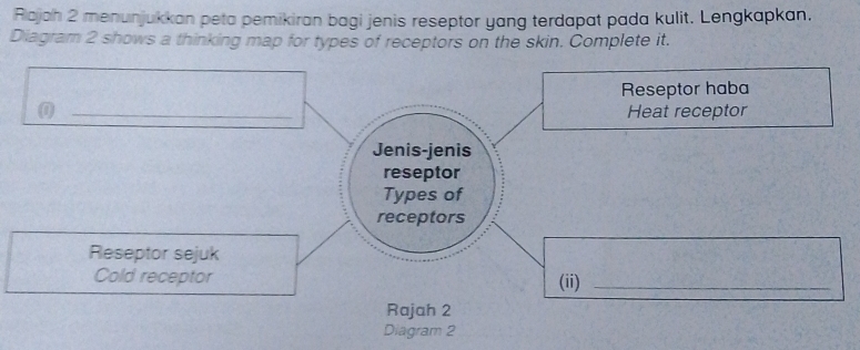 Rajah 2 menunjukkan peta pemikiran bagi jenis reseptor yang terdapat pada kulit. Lengkapkan. 
Diagram 2 shows a thinking map for types of receptors on the skin. Complete it. 
Reseptor haba 
0 _Heat receptor 
Jenis-jenis 
reseptor 
Types of 
receptors 
Reseptor sejuk 
Cold receptor (ii)_ 
Rajah 2 
Diagram 2