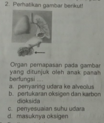 Perhatikan gambar berikut!
Organ pernapasan pada gambar
yang ditunjuk oleh anak panah
berfungsi ....
a. penyaring udara ke alveolus
b. pertukaran oksigen dan karbon
dioksida
c. penyesuaian suhu udara
d. masuknya oksigen