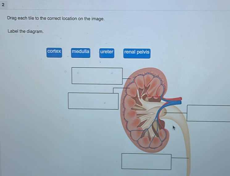 Drag each tile to the correct location on the image.
Label the diagram.
cortex medulla ureter renal pelvis