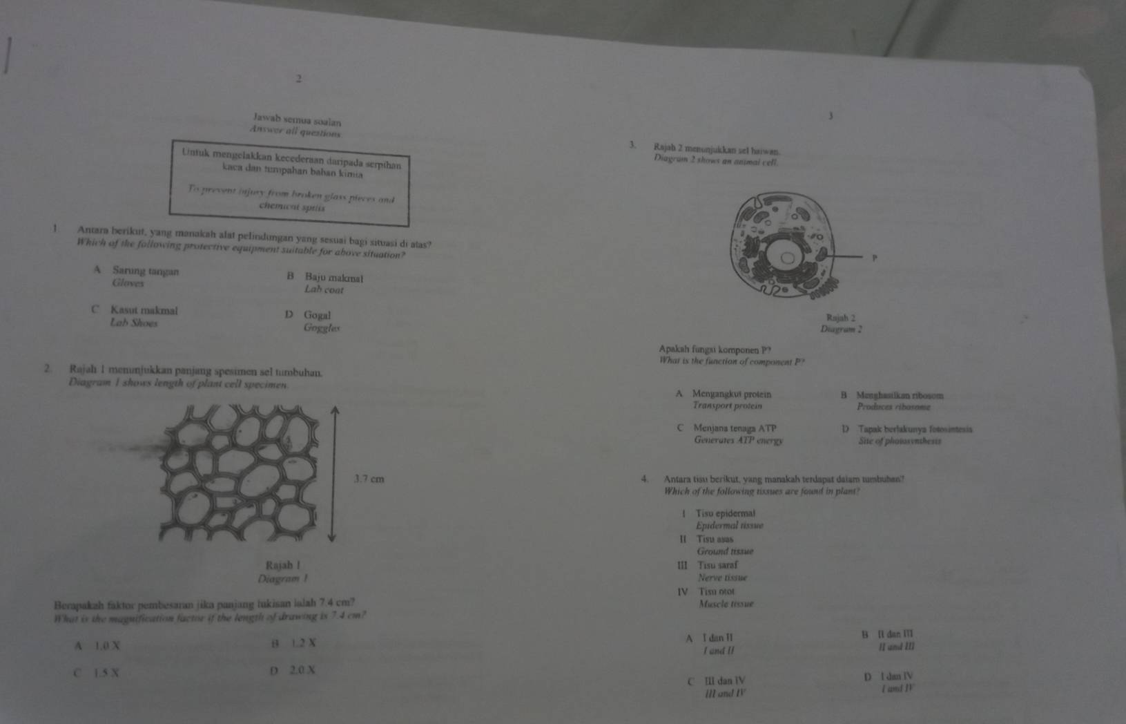 Jawab semua soalan
Answer all questions 3. Rajah 2 menunjukkan set haiwan
Untuk mengelakkan kecederaan daripada serpthan
Diagram 2 shows an anmai cell.
kaca dan tumpahan bahan kimia
To prevent injury from broken glass pieces and
chemicnt spiis
1. Antara berikut, yang manakah alat pelindungan yang sesuai bagi situasi di atas?
Which of the following protective equipment suitable for above situation?
P
A Sarung tangan B Baju makmat
Gloves Lab coat
C Kasut makmal D Gogal Raish 2
Lab Shoes Goggles Diagram 2
Apakah fungsi komponen P?
What is the function of component 
2. Rajah 1 menunjukkan panjang spesimen sel tumbuhan.
Diagram I shows length of plant cell specimen A Mengangkut protein B Menghasilkan ribosom
Transport protein Produces ribosome
C Menjana tenaga ATP D Tapak berlakunya fotosintesis
Generates ATP energs Site of photasynthesis
4. Antara tisu berikut, yang manakah terdapat daiam tumbuben?
Which of the following tissues are found in plant?
1Tisu epiderma!
Epidermal tssue
II Tisu asas
Ground tissue
III Tisu saraf
Diagram 1 Nerve tissue
IV Tisu otot
Berapakah faktor pembesaran jika panjang tukisan lalah 7.4 cm Muscle tissue
What is the maguification factor if the length of drawing is 7.4 cm?
A 1.0 X B 1.2 X A Idan11 
B [1dan11]
IandII
IIandIII 
C 1.5 X D 2.0 X
C [IIdan]V
D  1dmTV/lamdT 
liland11