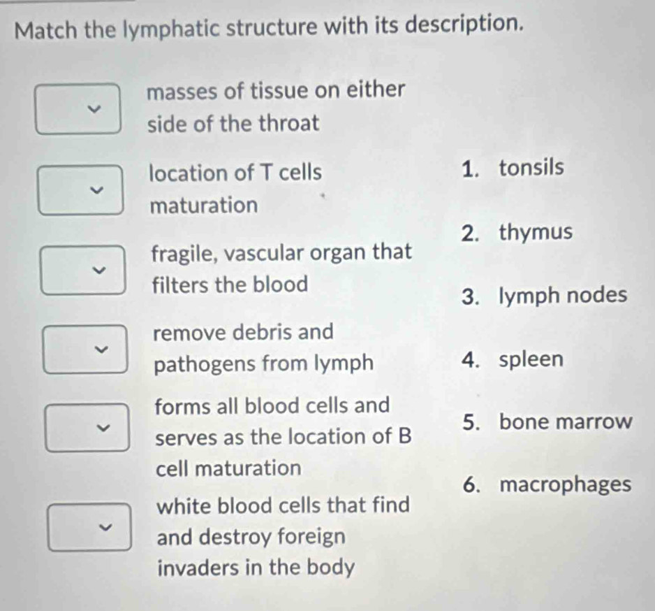 Match the lymphatic structure with its description.
masses of tissue on either
side of the throat
location of T cells 1. tonsils
maturation
2. thymus
fragile, vascular organ that
I
filters the blood
3. lymph nodes
remove debris and
pathogens from lymph 4. spleen
forms all blood cells and
v serves as the location of B
5. bone marrow
cell maturation
6. macrophages
white blood cells that find
v and destroy foreign
invaders in the body