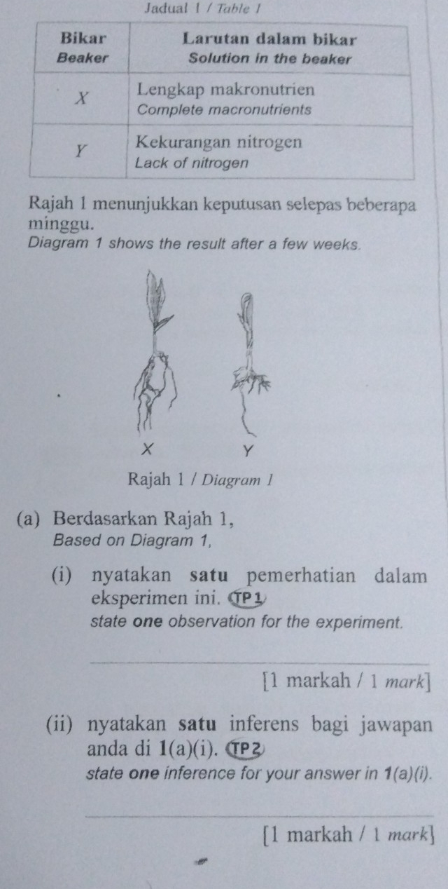 Jadual 1 / Table 1 
Rajah 1 menunjukkan keputusan selepas beberapa 
minggu. 
Diagram 1 shows the result after a few weeks. 
Rajah 1 / Diagram 1 
(a) Berdasarkan Rajah 1, 
Based on Diagram 1, 
(i) nyatakan satu pemerhatian dalam 
eksperimen ini. P1 
state one observation for the experiment. 
_ 
[1 markah / 1 mark] 
(ii) nyatakan satu inferens bagi jawapan 
anda di 1(a)(i). ⑰2 
state one inference for your answer in 1(a)(i). 
_ 
[1 markah / 1 mark]