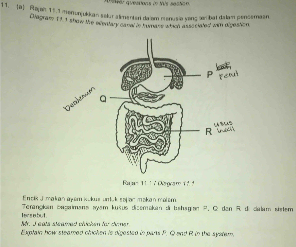 Answer questions in this section. 
11. (a) Rajah 11.1 menunjukkan salur alimentari dalam manusia yang terlibat dalam pencernaan. 
Diagram 11.1 show the alientary canal in humans which associated with digestion. 
Rajah 11.1 / Diagram 11.1 
Encik J makan ayam kukus untuk sajian makan malam. 
Terangkan bagaimana ayam kukus dicernakan di bahagian P, Q dan R di dalam sistem 
tersebut. 
Mr. J eats steamed chicken for dinner. 
Explain how steamed chicken is digested in parts P, Q and R in the system.