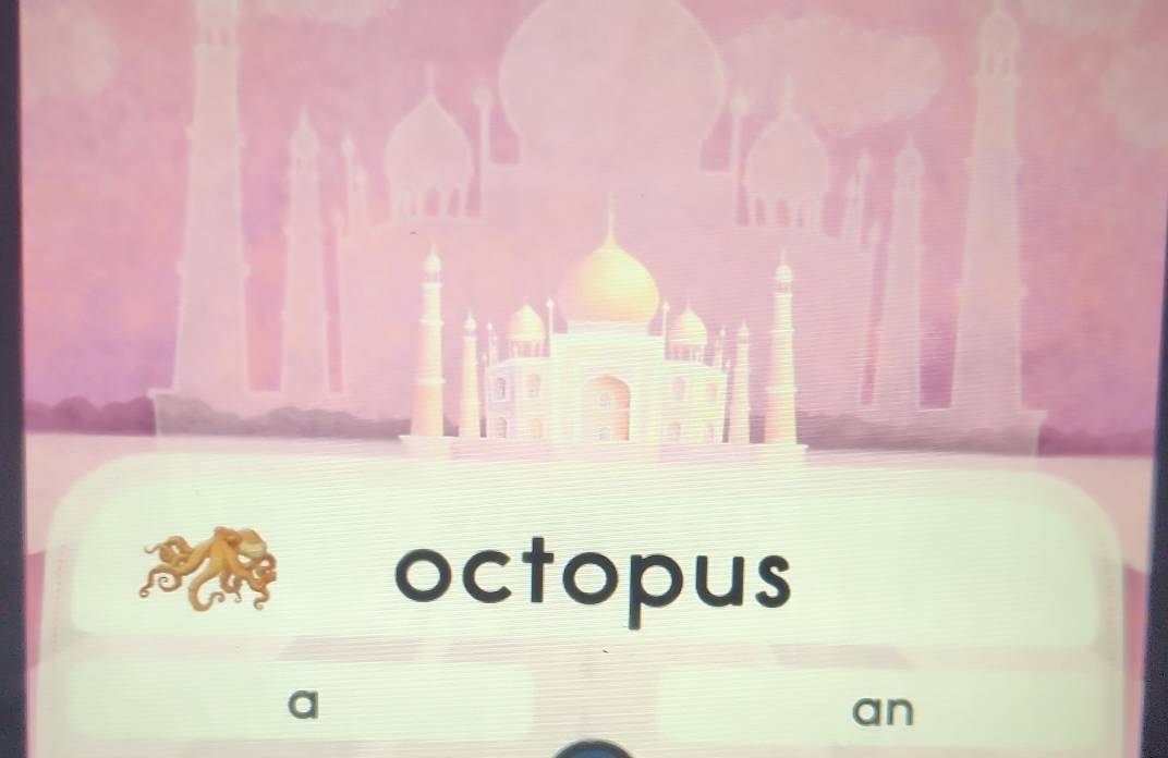 octopus 
an