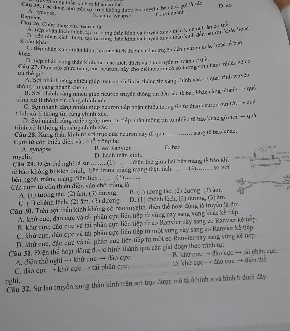 quyền xung thần kinh ra khắp cơ thể.
Câu 25. Các đoạn nhỏ trên sợi trục không được bao myelin bao bọc gọi là các:
D. eo
A. synapse. C. sợi nhánh.
Ranvier.
B. chùy synapse.
Câu 26. Chức năng của neuron là:
A. tiếp nhận kích thích, tạo ra xung thần kinh và truyền xung thần kinh ra toàn cơ thể.
B. tiếp nhận kích thích, tạo ra xung thần kinh và truyền xung thần kình đến neuron khác hoặc
tế bào khác.
C. tiếp nhận xung thần kinh, tạo các kích thích và dẫn truyền đến neuron khác hoặc tế bào
khác.
D. tiếp nhận xung thần kinh, tạo các kích thích và dẫn truyền ra toàn cơ thể.
Câu 27. Dựa vào chức năng của neuron, hãy cho biết neuron có số lượng sợi nhánh nhiều sẽ có
ưu thế gì?
A. Sợi nhánh càng nhiều giúp neuron xử lí các thông tin càng chính xác → quá trình truyền
thông tin càng nhanh chóng.
B. Sợi nhánh càng nhiều giúp neuron truyền thông tin đến các tế bào khác càng nhanh → quá
trình xử lí thông tin càng chính xác.
C. Sợi nhánh càng nhiều giúp neuron tiếp nhận nhiều thông tin từ thân neuron gửi tới → quá
trình xử lí thông tin càng chính xác.
D. Sợi nhánh càng nhiều giúp neuron tiếp nhận thông tin từ nhiều tế bào khác gửi tới → quá
trình xử lí thông tin càng chính xác.
Câu 28. Xung thần kinh từ sợi trục của neuron này đi qua _sang tế bào khác.
Cụm từ còn thiếu điền vào chỗ trống là:
A. synapse B. eo Ranvier C. bao
Dên kế
myelin D. hạch thần kinh.      
Câu 29. Điện thế nghỉ là sự _(1)_ .. điện thế giữa hai bên màng tế bào khi      
tế bào không bị kích thích, bên trong màng mang điện tích _.(2)_  a so với
bên ngoài màng mang điện tích ……..(3)_
Các cụm từ còn thiếu điền vào chỗ trống là:
A. (1) tương tác, (2) âm, (3) dương. B. (1) tương tác, (2) dương, (3) âm.
C. (1) chênh lệch, (2) âm, (3) dương. D. (1) chênh lệch, (2) dương, (3) âm.
Câu 30. Trên sợi thần kinh không có bao myelin, điện thế hoạt động là truyền là do:
A. khử cực, đảo cực và tái phân cực liên tiếp từ vùng này sang vùng khác kế tiếp.
B. khử cực, đảo cực và tái phân cực liên tiếp từ eo Ranvier này sang eo Ranvier kế tiếp.
C. khử cực, đảo cực và tái phân cực liên tiếp từ một vùng này sang eo Ranvier kế tiếp.
D. khử cực, đảo cực và tái phân cực liên tiếp từ một eo Ranvier này sang vùng kế tiếp.
Câu 31. Điện thế hoạt động được hình thành qua các giai đoạn theo trình tự:
A. điện thế nghi → khử cực → đảo cực. B. khử cực → đảo cực → tái phân cực.
C. đảo cực → khử cực → tái phân cực. D. khử cực → đảo cực → điện thế
nghi.
Câu 32. Sự lan truyền xung thần kinh trên sợi trục được mô tả ở hình a và hình b dưới đây.