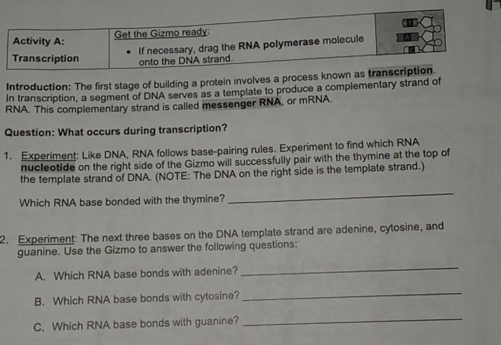 Introduction: The first stage of building a protein involves a process know 
In transcription, a segment of DNA serves as a template to produce a complementary strand of 
RNA. This complementary strand is called messenger RNA, or mRNA. 
Question: What occurs during transcription? 
1. Experiment: Like DNA, RNA follows base-pairing rules. Experiment to find which RNA 
nucleotide on the right side of the Gizmo will successfully pair with the thymine at the top of 
the template strand of DNA. (NOTE: The DNA on the right side is the template strand.) 
Which RNA base bonded with the thymine? 
_ 
2. Experiment: The next three bases on the DNA template strand are adenine, cytosine, and 
guanine. Use the Gizmo to answer the following questions: 
A. Which RNA base bonds with adenine? 
_ 
B. Which RNA base bonds with cytosine? 
_ 
C. Which RNA base bonds with guanine? 
_